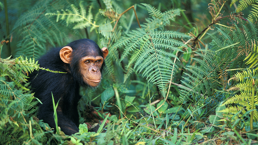 Study shows chimpanzees can share experiences