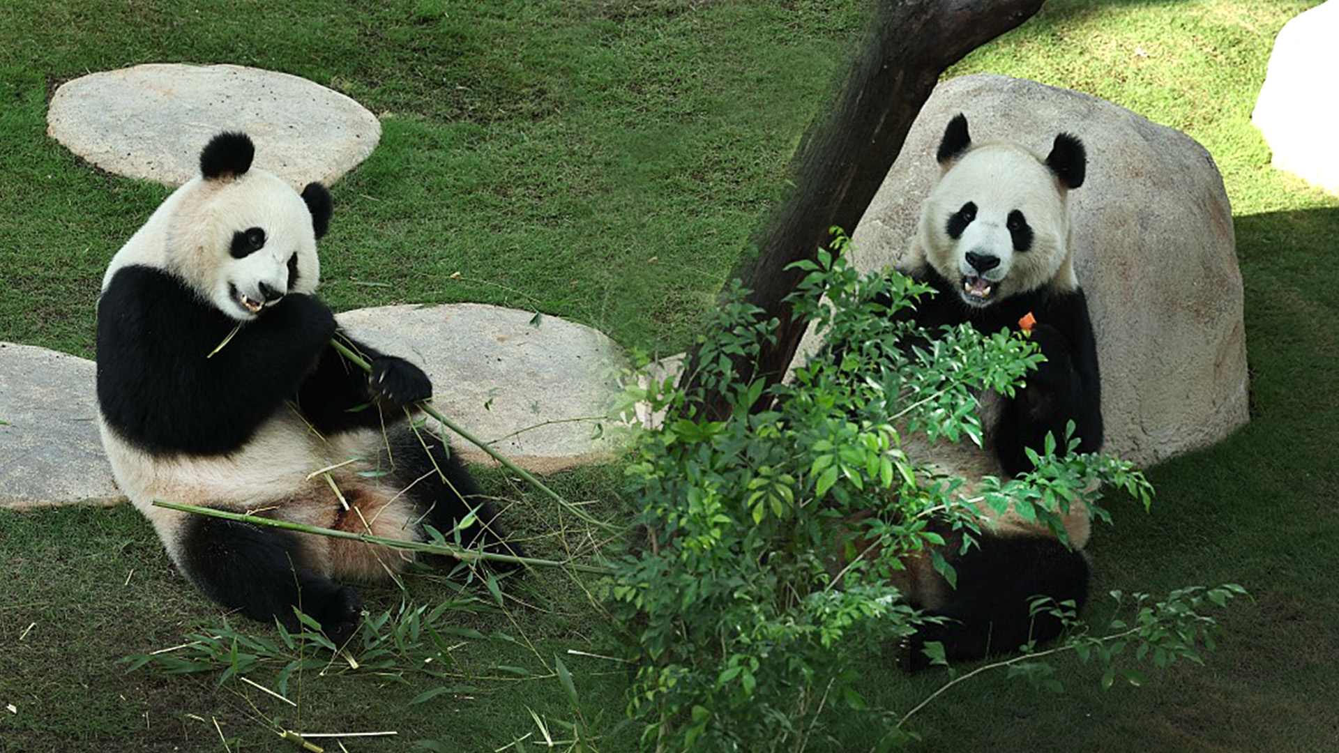 Live: Panda House is a key attraction at Qatar World Cup