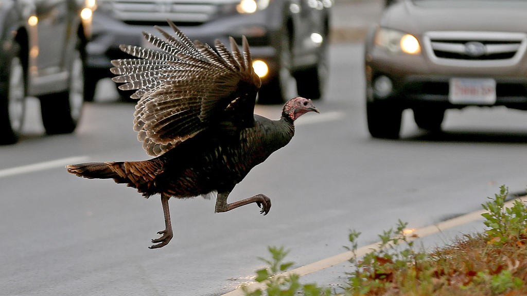 A turkey flies across Morrissey Boulevard during rush hour traffic, Boston, U.S., November 16, 2022. /CFP