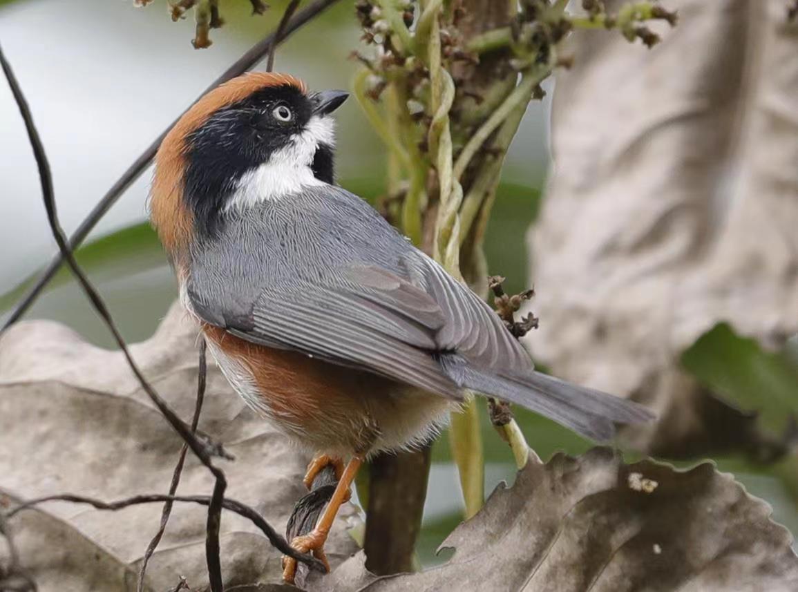 Cute bird captured on camera in central China