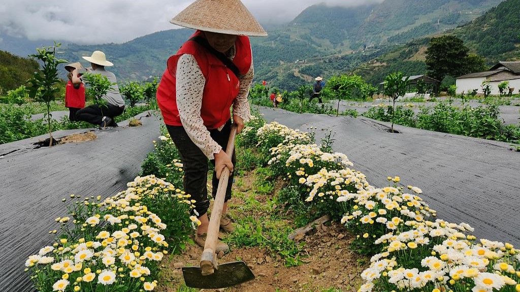 Villagers work in the field in southwest China's Yunnan Province, September 13, 2020. /CFP