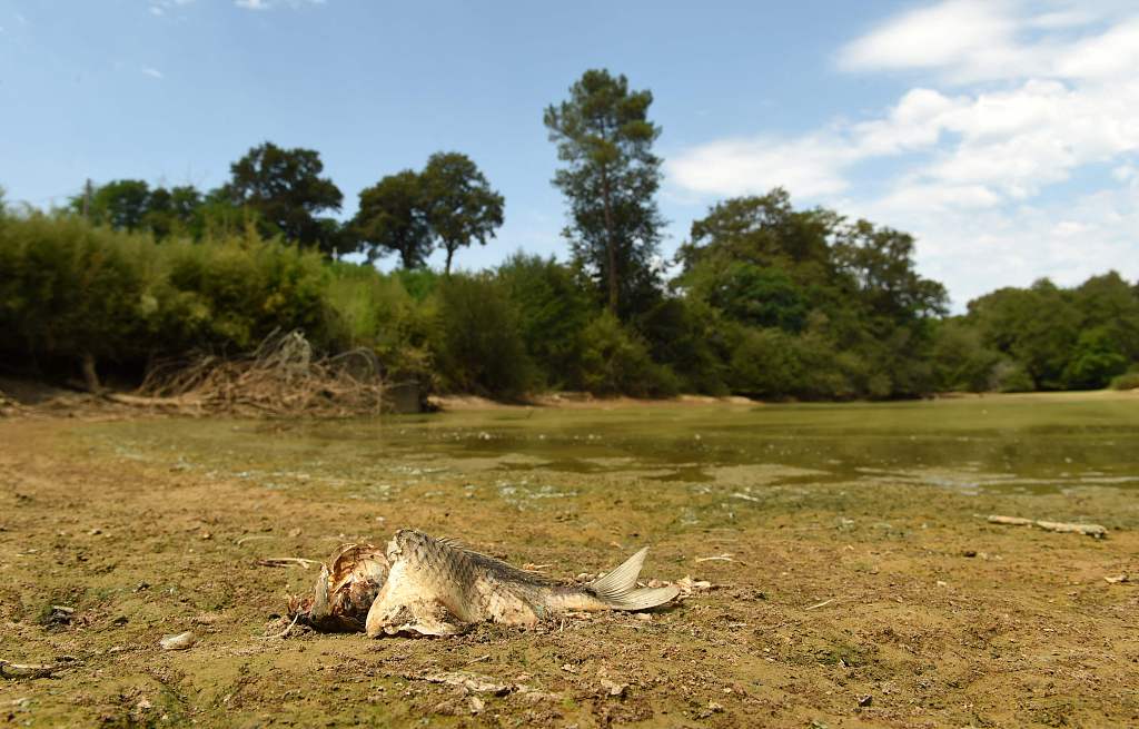 A dead fish is seen in a dried pond near Monfort en Chalosse, southwestern France, August 3, 2022. /CFP