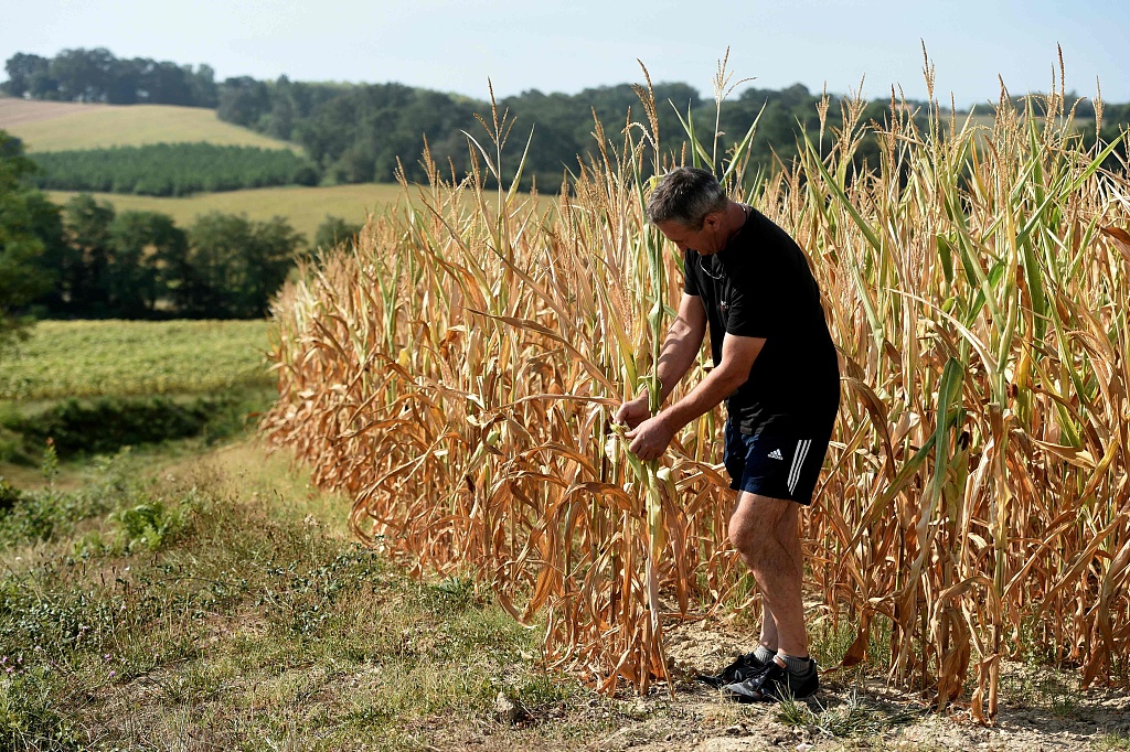 French farmer Michel Larrere inspects sun-dried corn stalks in a field in Montaut, southwestern France, August 9, 2022. /CFP