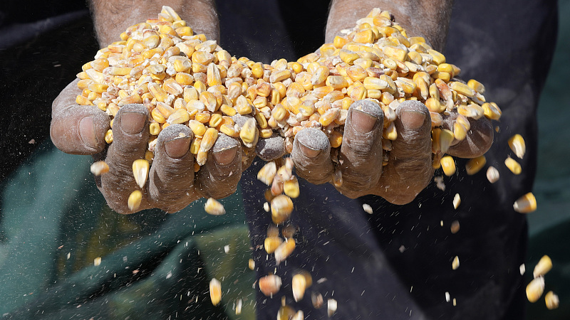 A worker holds corn from a truck that is loaded with Ukrainian corn from the Panama-flagged ship AK Ambition at Tripoli seaport, in Tripoli, north Lebanon, September 26, 2022. /CFP