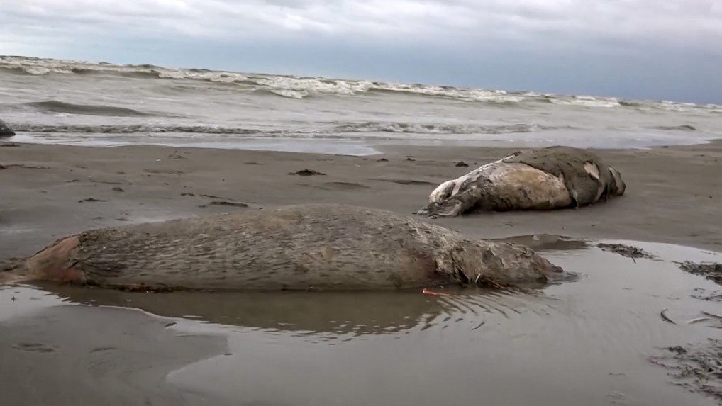 Bodies of dead seals are seen on the Caspian Sea shore, Dagestan, December 4, 2022. /CFP