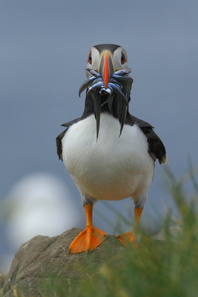 An Atlantic puffin with fish in its mouth. /CFP