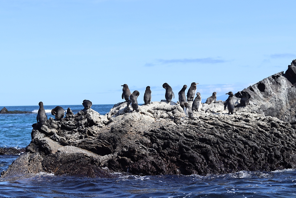 Petrels rest on rocks in Galápagos, Ecuador. /CFP