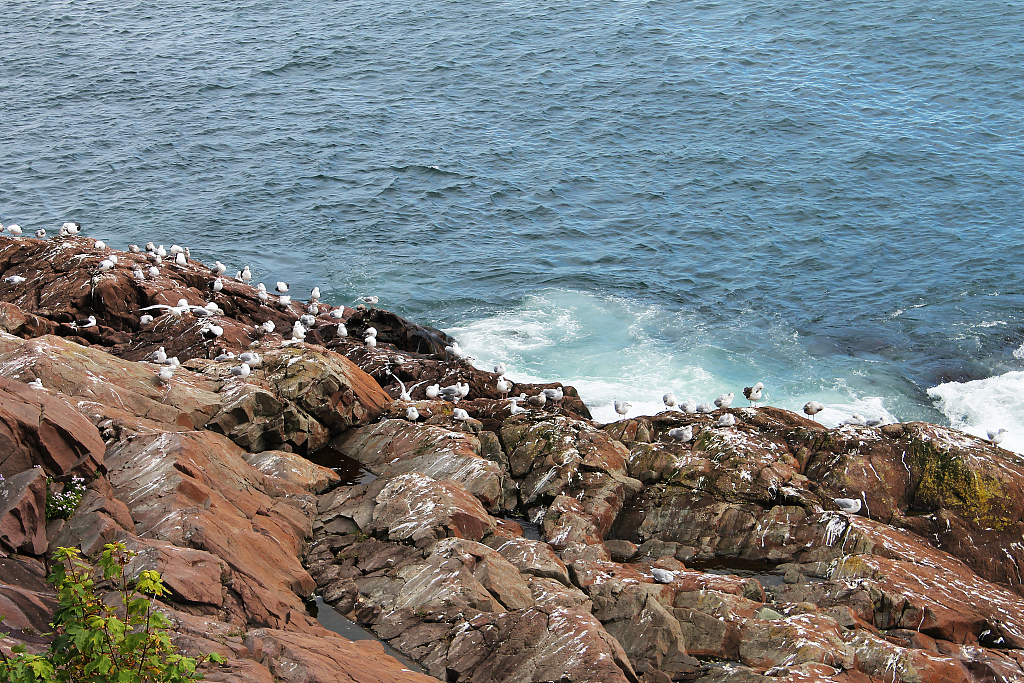 Seabirds rest on rocks near the sea. /CFP