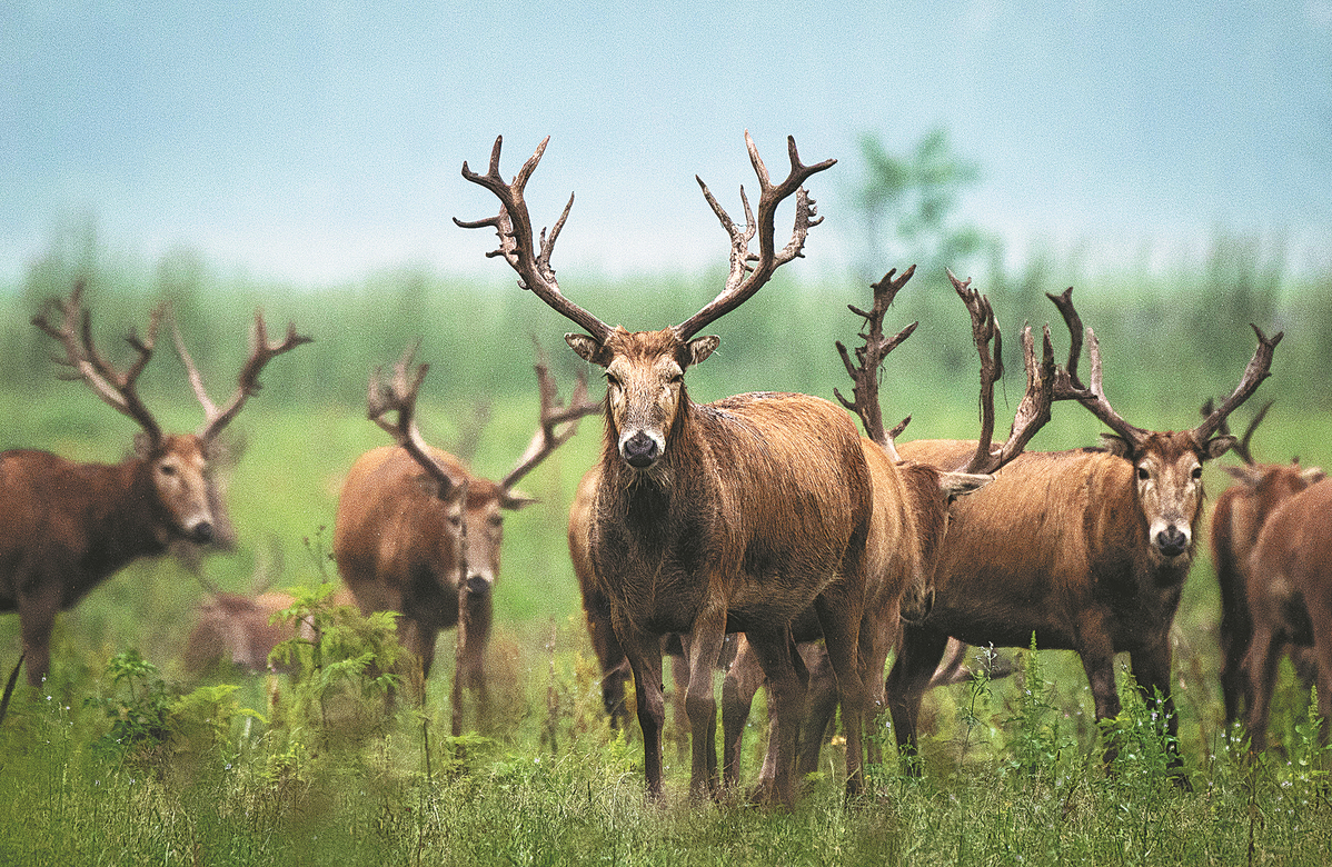 A herd of milu deer is seen at the Shishou Milu National Nature Reserve in Shishou, central China's Hubei Province, in May, 2021. /Xinhua