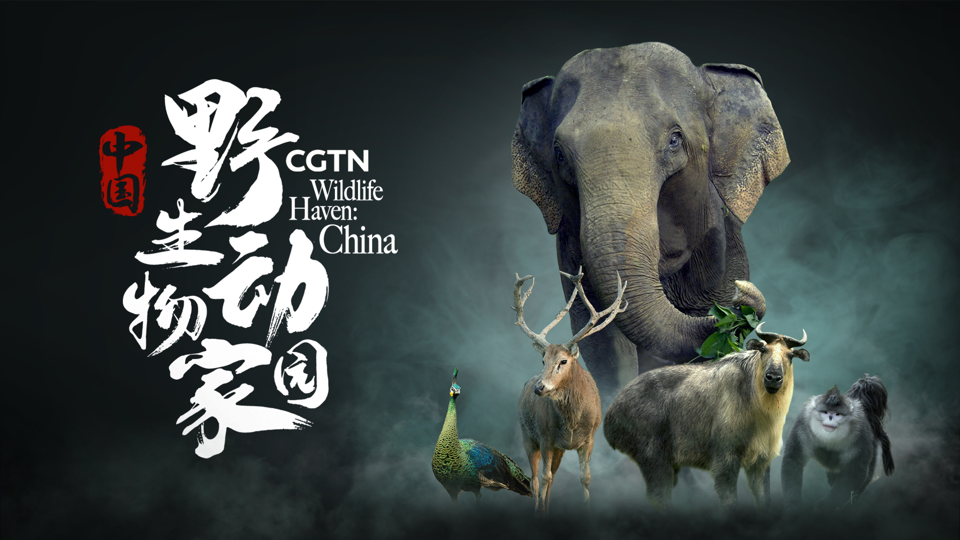 CGTN 的 8K“野生动物天堂：中国”揭示了中国惊人的生物多样性