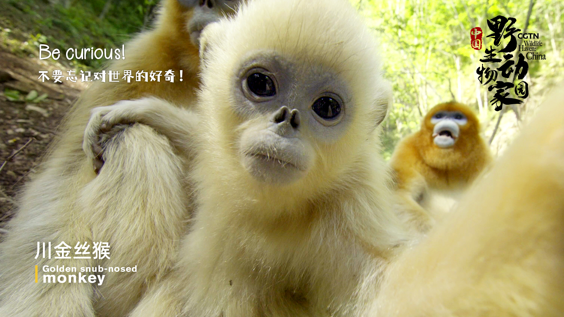 CGTN's 8K 'Wildlife Haven: China' reveals China's amazing biodiversity