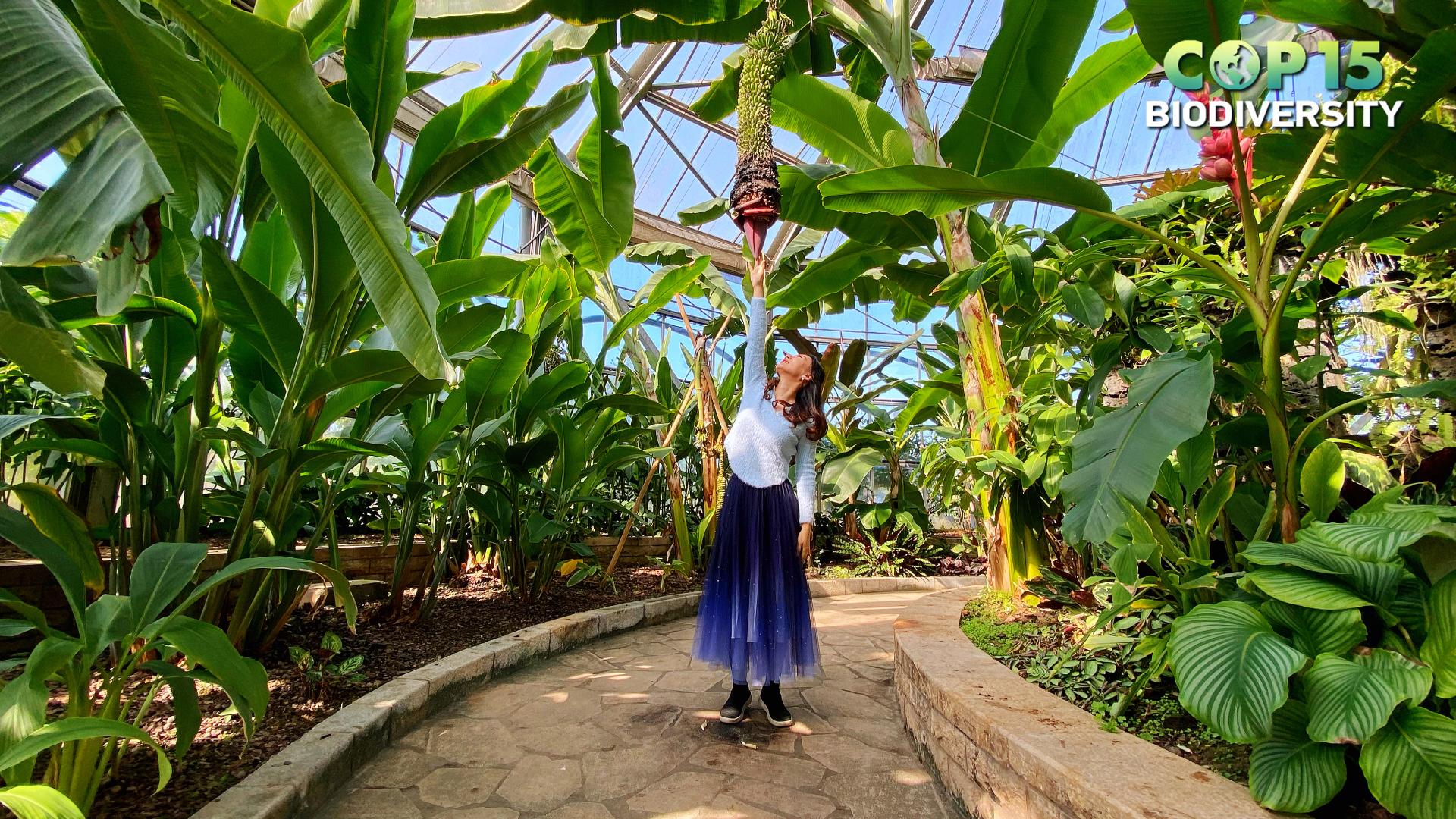 Live: Rare and exotic plants at South China National Botanical Garden - CGTN, image size:1920x1080