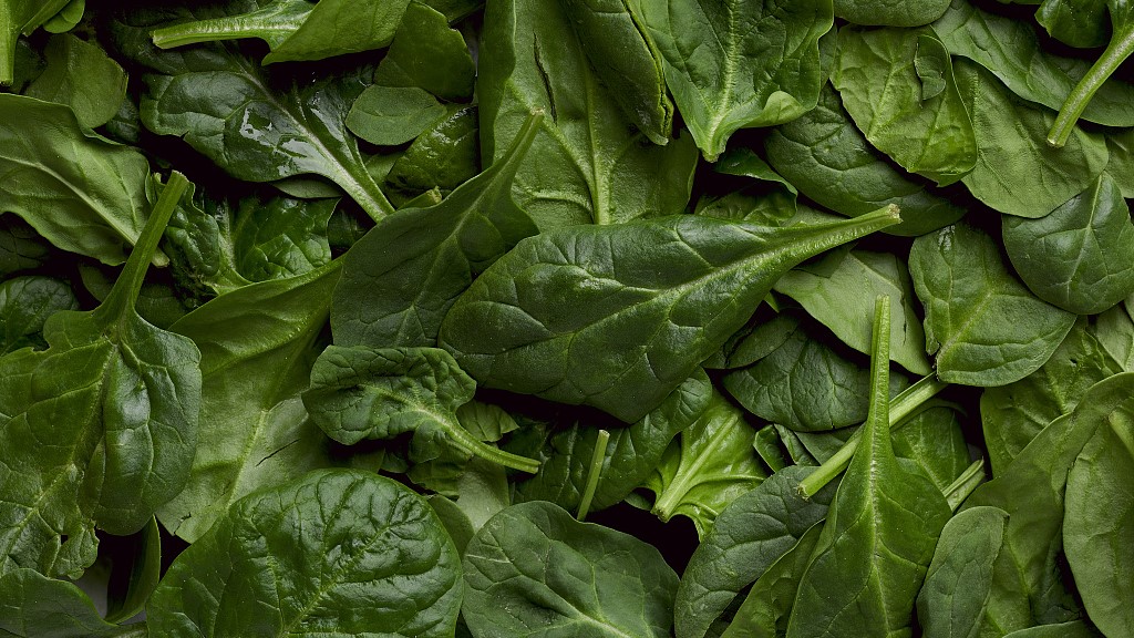 Chinese scientists use a device in young spinach leaves to render mammalian cells the plant-only skill of photosynthesis. /CFP