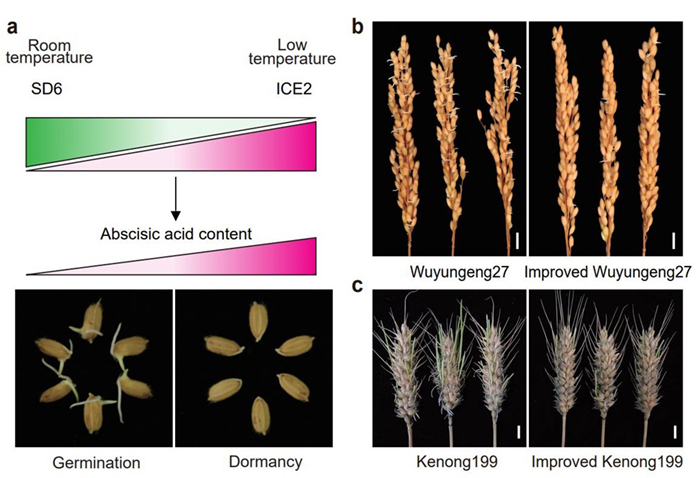 提出的SD6/ICE2分子模块在水稻和小麦中的工作模型及应用。  /IGDB