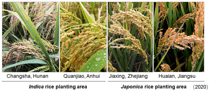 Rice pre-harvest sprouting in different provinces of China in 2020. /IGDB