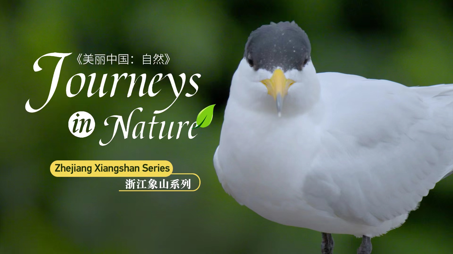 Trailer: 'Journeys in Nature: Zhejiang Xiangshan Series' coming up