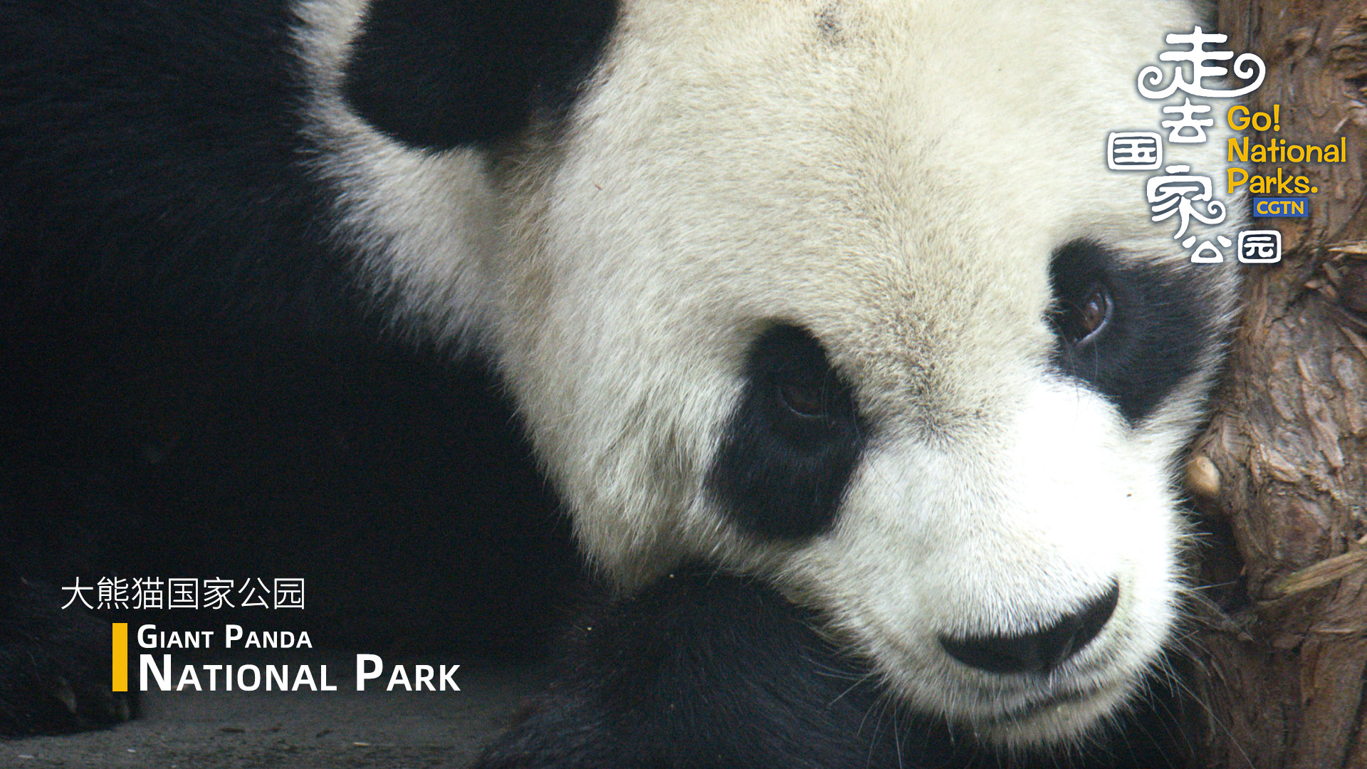 Go! The Giant Panda National Park - CGTN