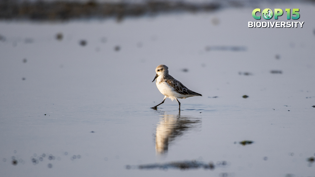 Live: Critically endangered spoon-billed sandpipers in E China's Jiangsu