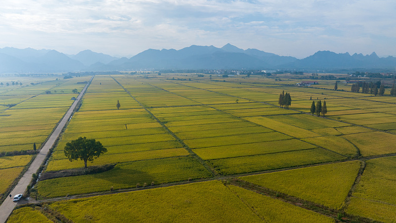 Rice fields in Jinhua, Zhejiang Province, China, November 6, 2022. /CFP