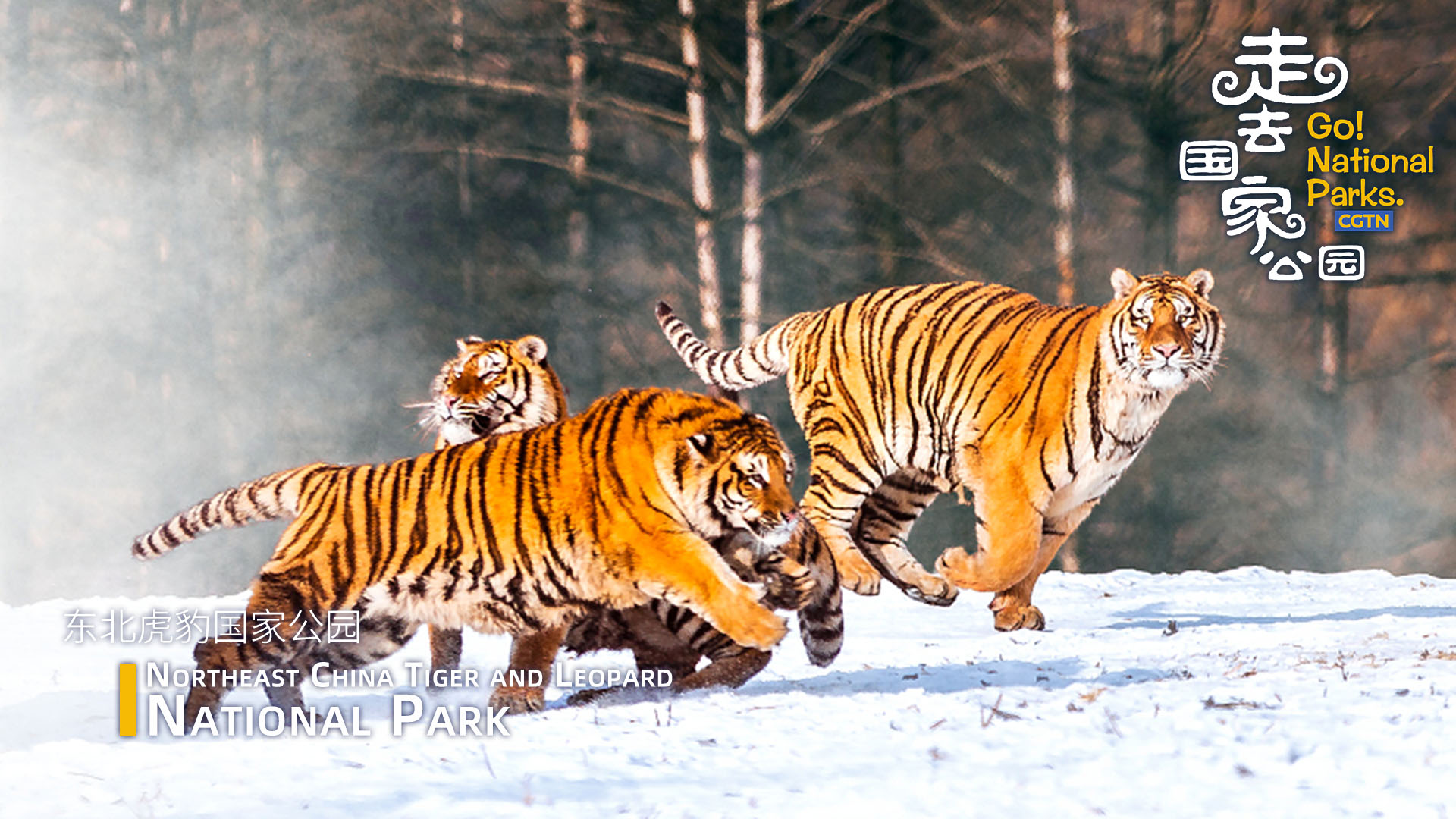 Go! Northeast China Tiger and Leopard National Park