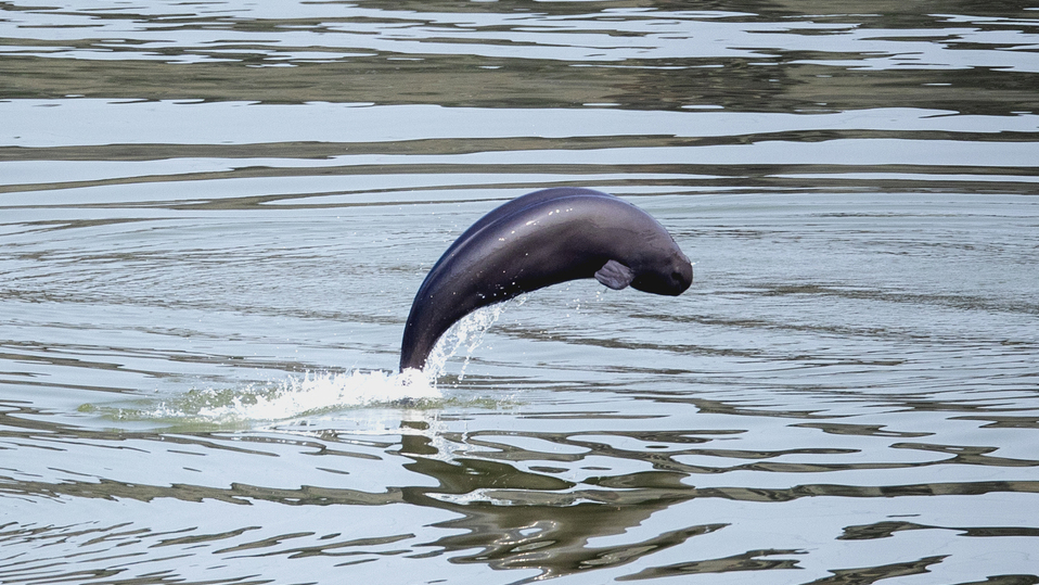 A Yangtze finless porpoise jumps out of  water in the lower reaches of the Gezhouba Dam in Yichang City, central China's Hubei Province, November 9, 2022. /Xinhua