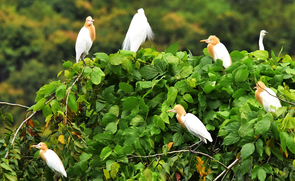 Egrets in mangrove trees, Shenzhen, south China's Guangdong Province, January, 2022. /CFP