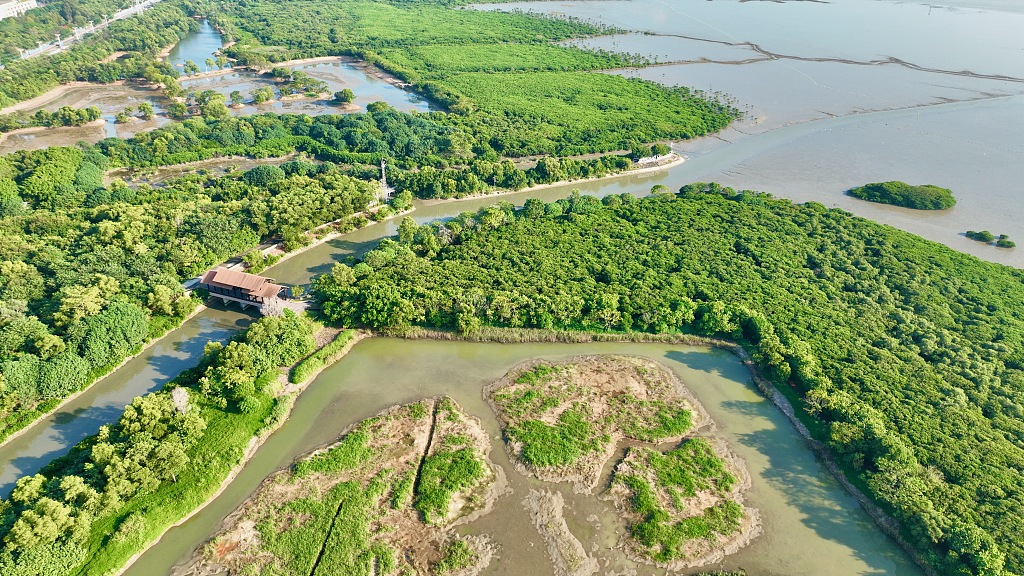 An aerial shot of a mangrove forest in Shenzhen, south China's Guangdong Province. /CFP