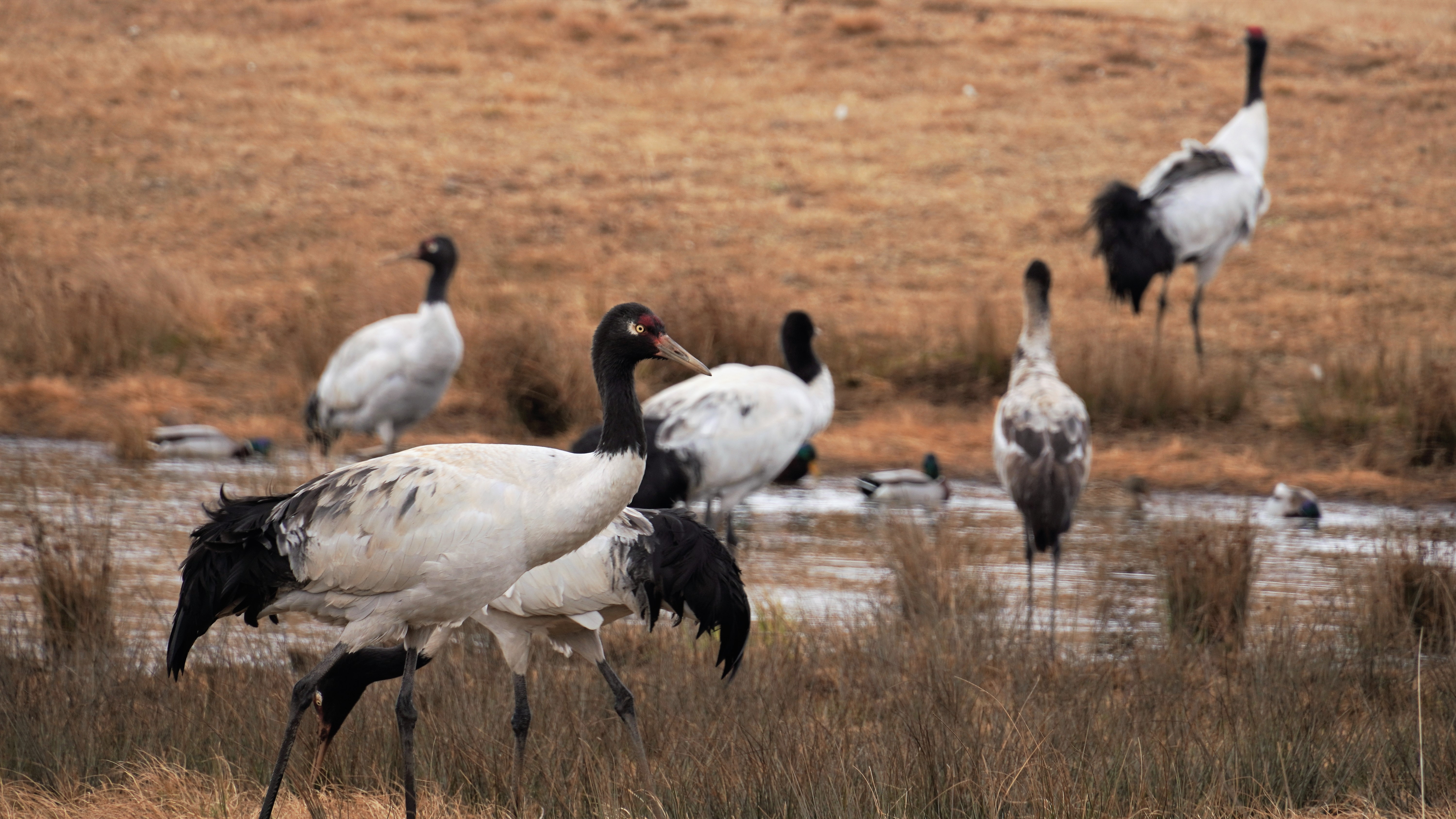 Live: Visiting wintering habitat for black-necked cranes in SW China