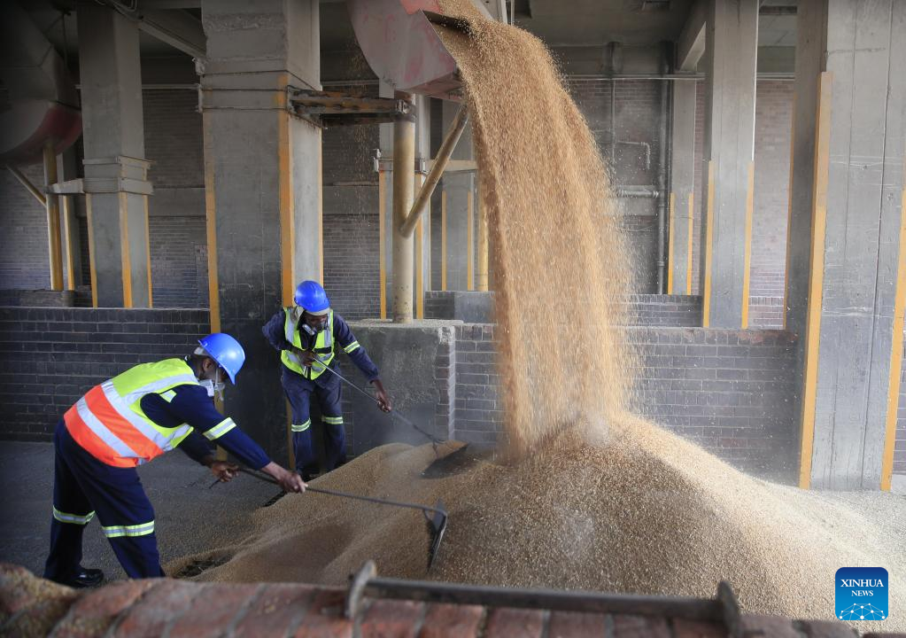 Workers work at Grain Marketing Board's Aspindale depot in Harare, Zimbabwe, November 10, 2022. /Xinhua