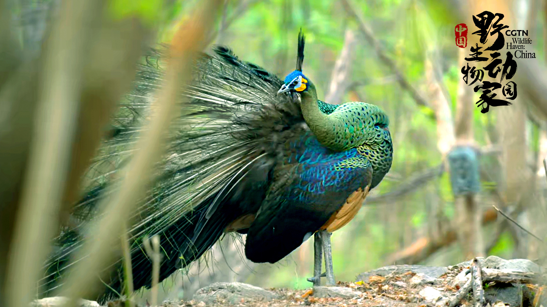 CGTN's 8K 'Wildlife Haven: China' reveals China's amazing biodiversity