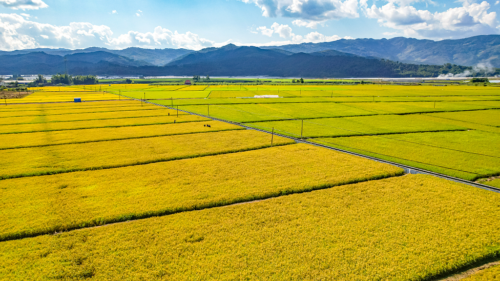 Fields for perennial rice experiment in Yunnan Province, southwest China, November 6, 2022. /CFP