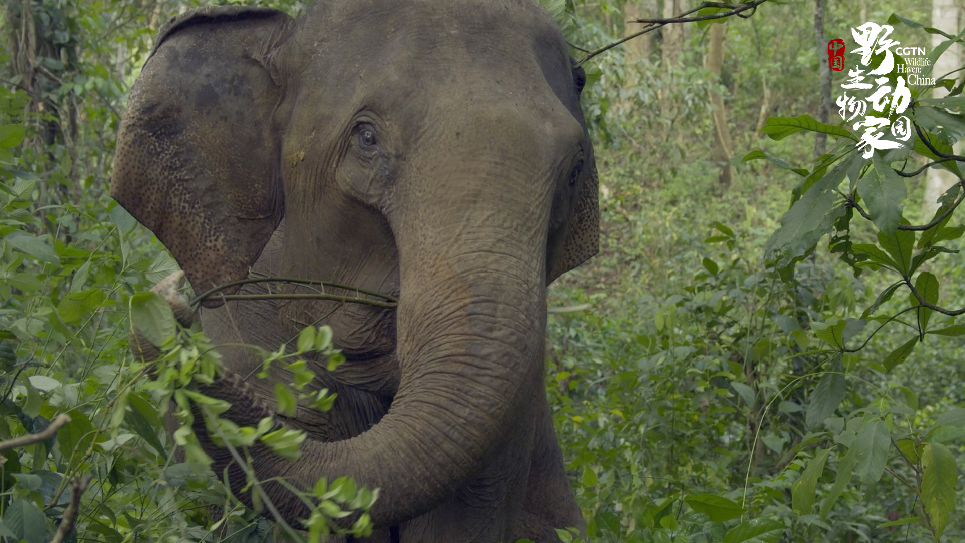 CGTN's 8K documentary clip 7: The matriarch elephant's mission