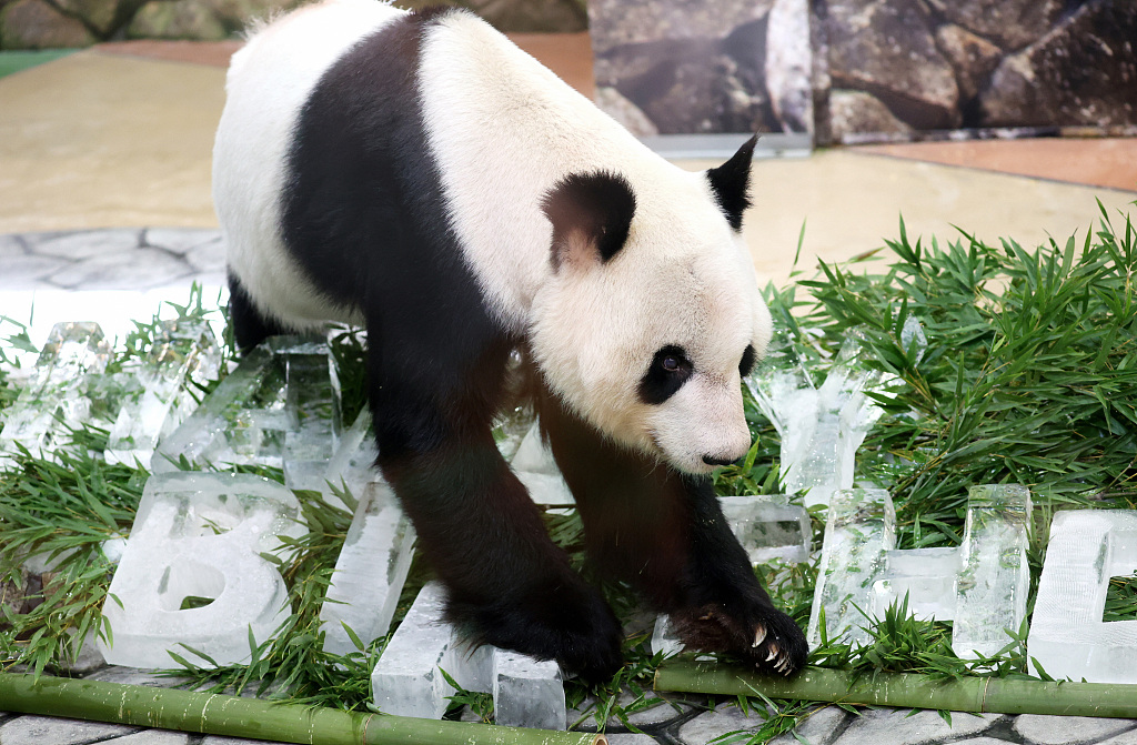 Giant panda Eimei looks curiously at ice blocks given to him as a present for his 30th birthday at Adventure World in Shirahama, Wakayama, Japan, September 14, 2022. /CFP