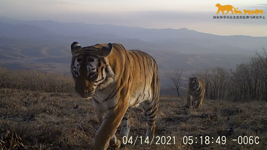 Photo taken with a monitoring camera shows a wild Siberian tiger in the Northeast China Tiger and Leopard National Park in northeast China, April 14, 2021. /Xinhua