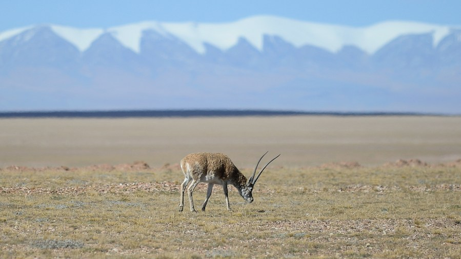 A Tibetan antelope is seen at Hol Xil area of Sanjiangyuan National Park in northwest China's Qinghai Province, September 28th, 2021. /Xinhua