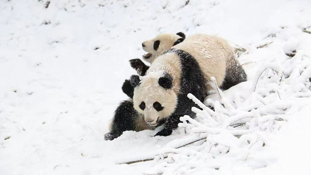 Giant pandas play at the Daxiangling Nature Reserve, southwest China's Sichuan Province, December 23, 2021. /CFP