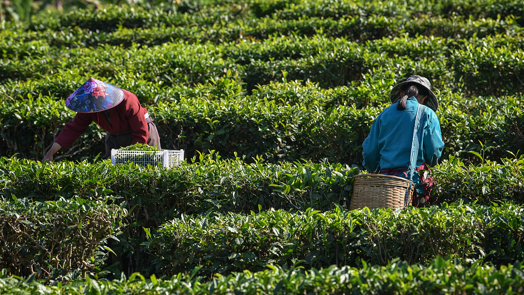 Live: Early Spring tea promotes economic growth in S. China