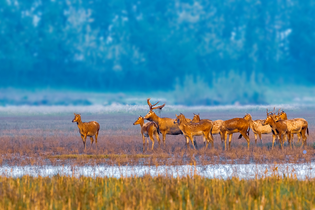 Milu deer's antlers could be seen falling off during the Dongzhi solar term. /VCG