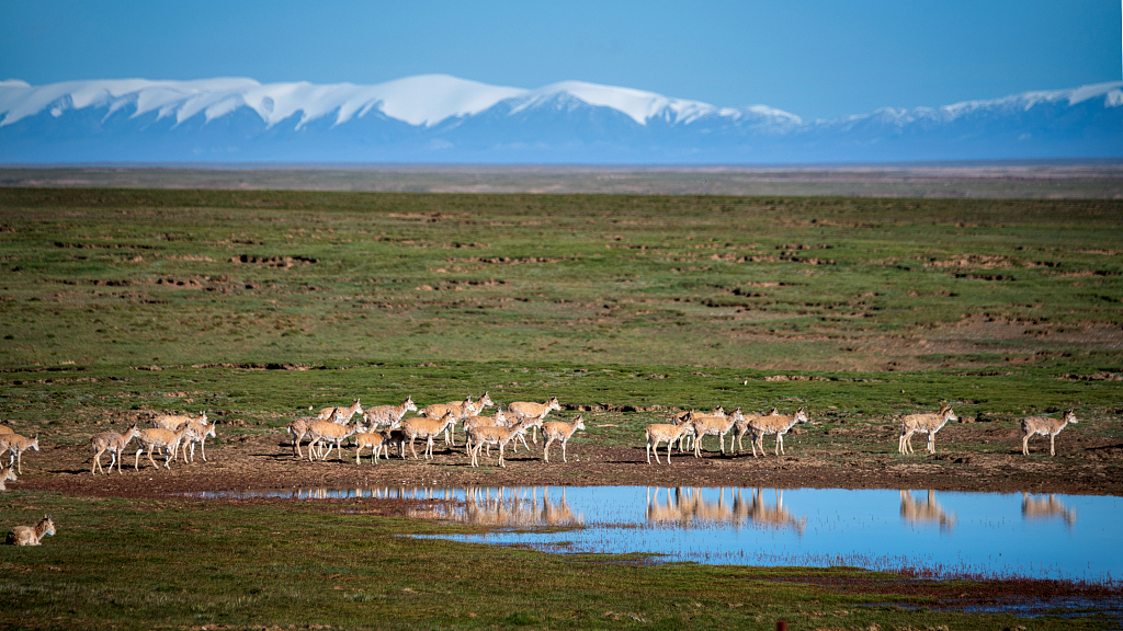 Tibetan antelopes in Sanjiangyuan region in northwest China's Qinghai Province. /CFP