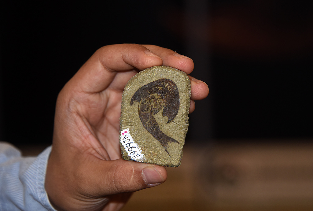 A researcher is displaying an ancient fish fossil in Beijing, September 28, 2022. /CFP