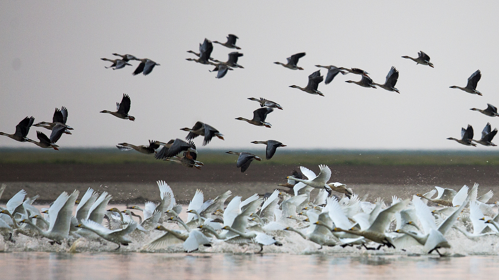 Migratory birds in the dish-shaped lake of Zhupao Mountain, Duchang County, Jiangxi Province, November 12, 2022./ CFP