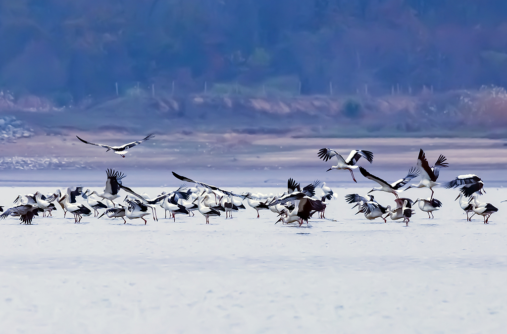Migratory birds in the Poyang Lake, Hukou County, Jiangxi Province, December 15, 2022./ CFP