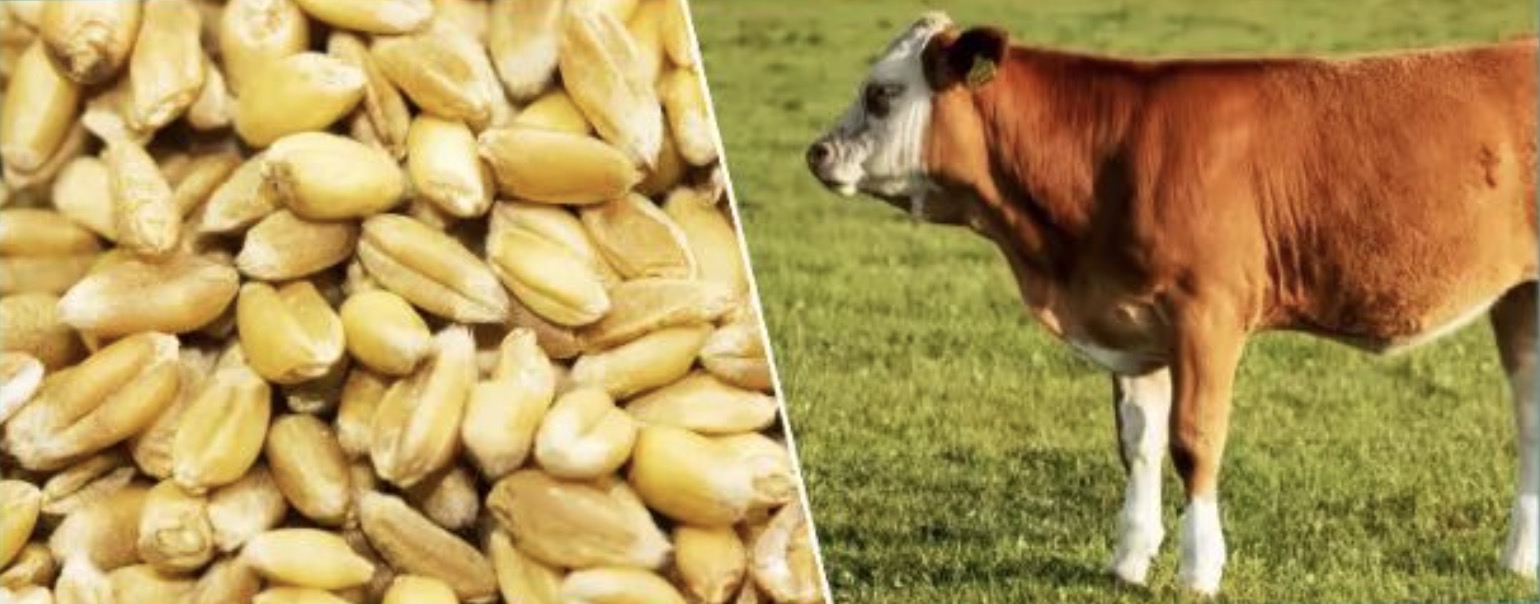 L: Harvested salt-tolerant wheat. R: One of China's independently bred 