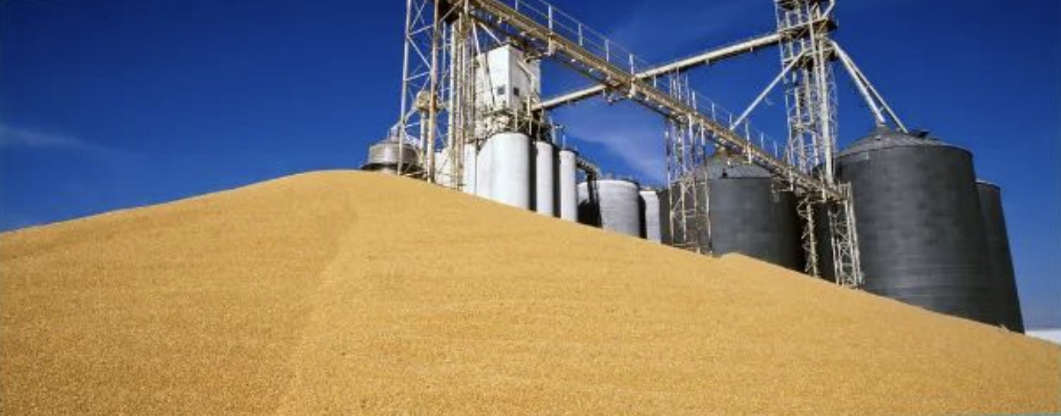 China's grain output totaled 686.5 billion kilograms in 2022. /CMG