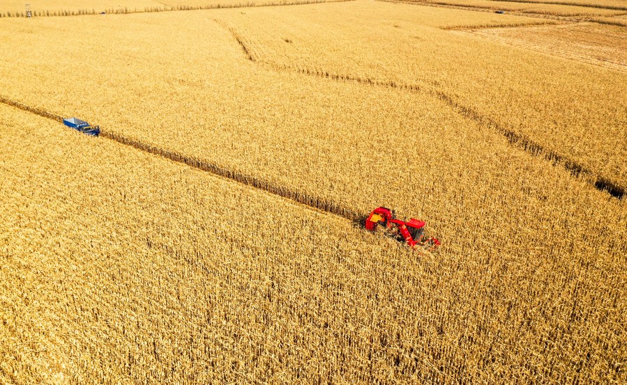 This aerial photo shows farmers harvesting corn in Naiman Banner of Tongliao City, north China's Inner Mongolia Autonomous Region, October 13, 2022. /Xinhua
