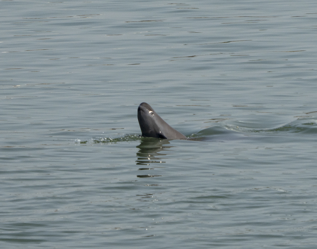 A Yangtze finless porpoise showed up in Yichang City, central China's Hubei Province, November 2, 2022. /CFP