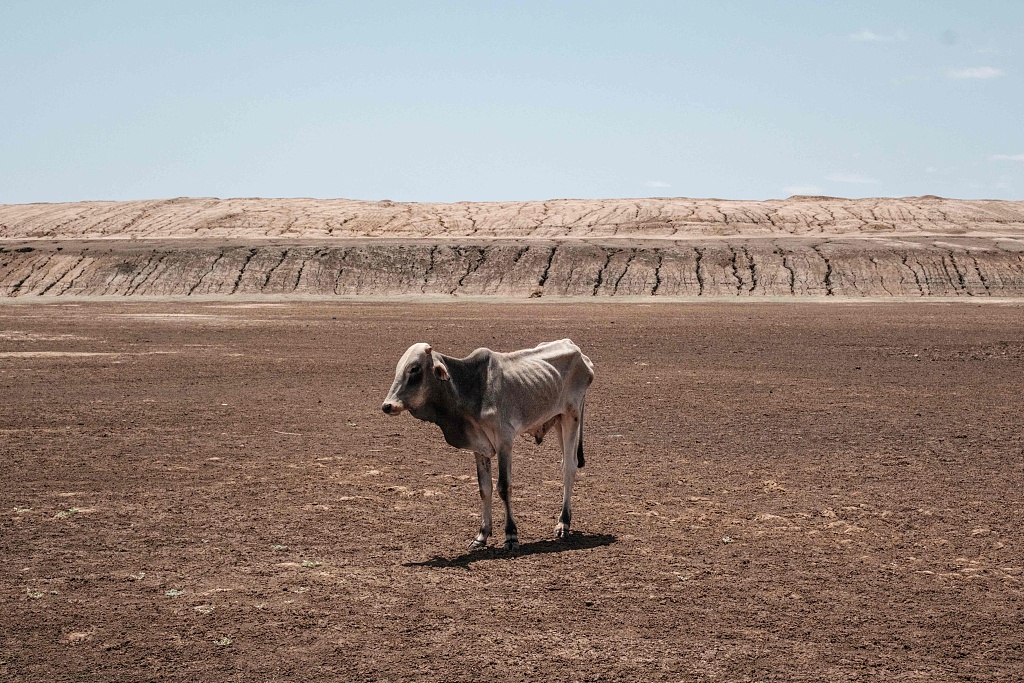 An emaciated cow stands at the bottom of the water pan that has been dried up for months in Kenya, on Sept 1, 2022. The devastating Horn of Africa drought is worsened with a fifth consecutive failed rainy season, creating an unprecedented humanitarian catastrophe. /VCG