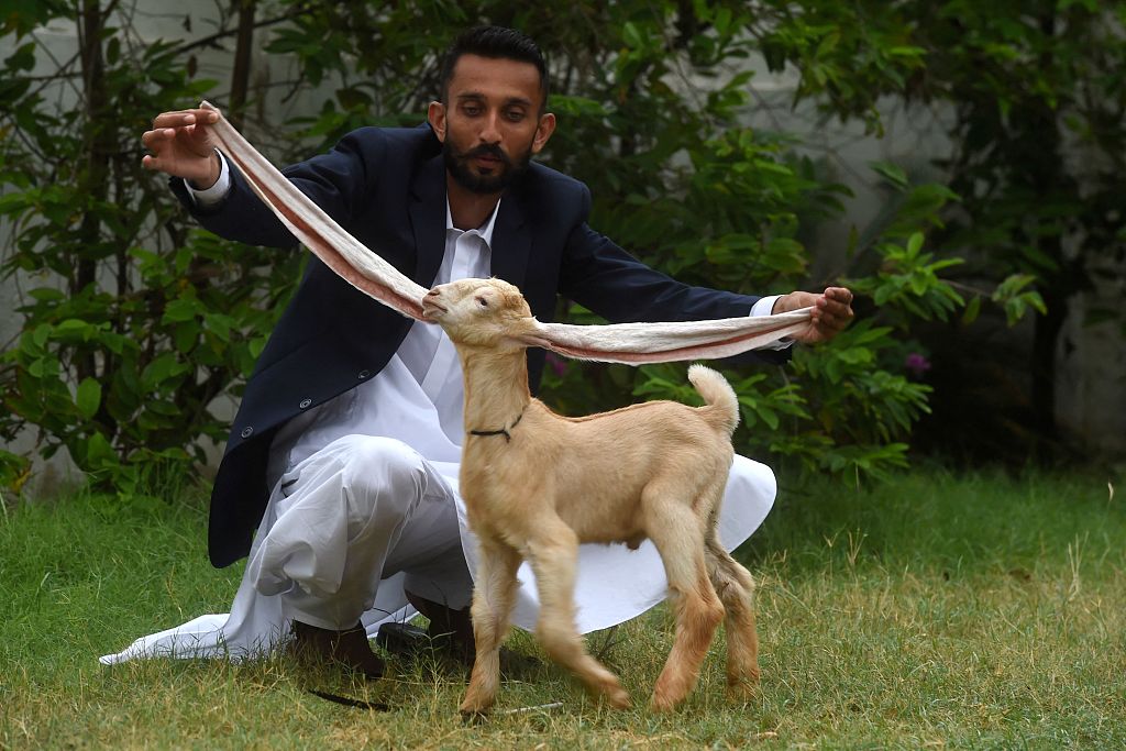 Breeder Muhammad Hassan Naranjo was pictured displaying the long ears of his goat Simba in Karachi, Pakistan in July 2022. /CFP