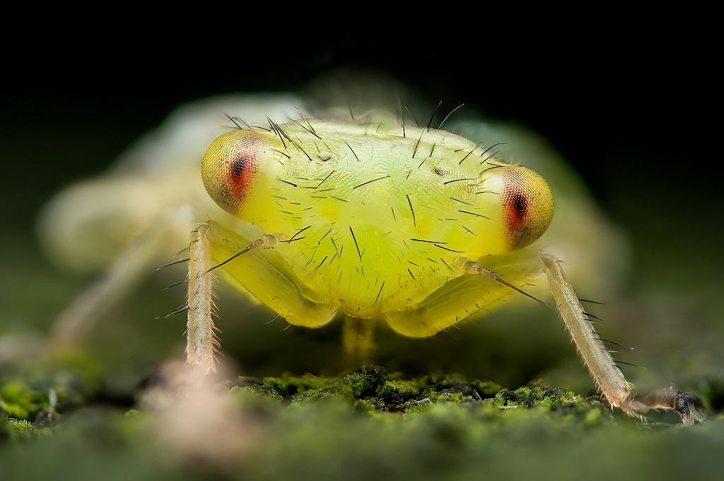 A tiny insect looks like an alien in this close-up photograph taken by amateur photographer Pete Burford in Shropshire, England. /CFP