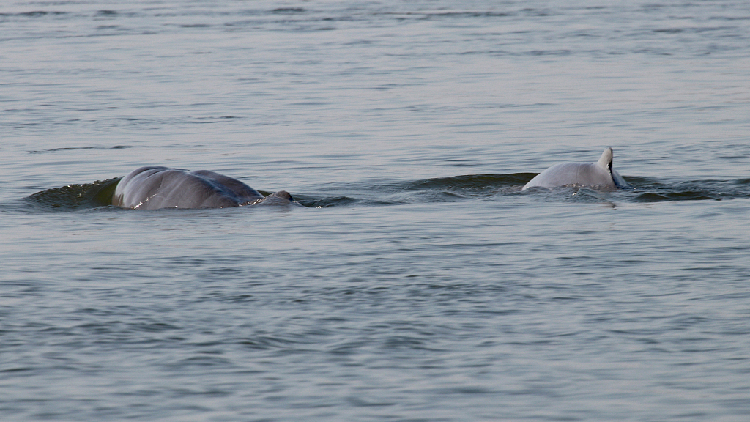 Cambodian PM orders creation of conservation zones for dolphins